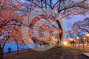 Night view of the beautiful cherry blossom around Tidal Basin