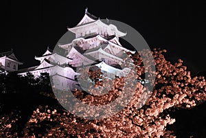 Night view of cherry blossoms at Himeji castle
