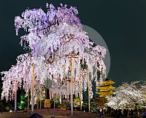 Night view of the famous Five-Story Pagoda & blossoms of a giant sakura tree in Toji Temple, Kyoto