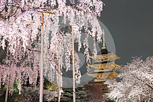 Night view of the famous Five-Story Pagoda of Toji Temple and blossoms of a giant sakura tree in Kyoto