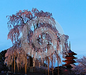 Night view of the famous Five-Story Pagoda of Toji Temple and blossoms of a giant sakura tree in Kyoto Japan