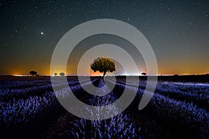 Night view of the Lavender field with purple flowers in Brihuega, Spain