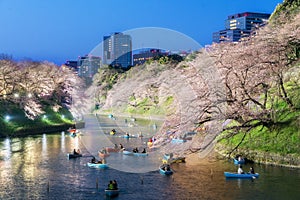 Night view of massive cherry blossoming in Tokyo, Japan as background. Photoed at Chidorigafuchi, Tokyo, Japan.