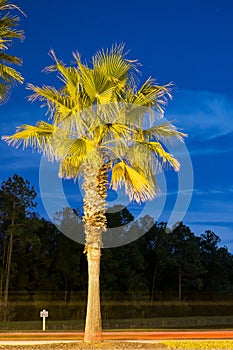 Night view of a palm tree