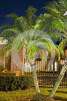 Night view of a palm tree