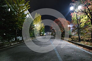 Night view of a paved pedestrian way or walk way with trees on sides