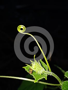 Night view of plant with nice black background insect sitting on the leaf closeup photo of nature