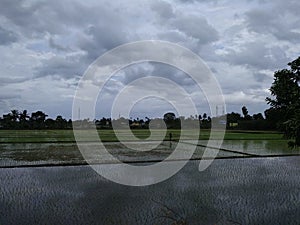 Night view of Rice cultivation in tirunelveli, tamilnadu