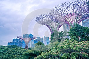 Night view of Super tree Grove at Gardens by the Bay. Spanning 101 hectares of reclaimed land in central