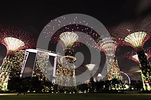 Night View of the Supertree Grove with Marina Bay