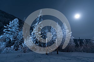 Winter Forest with the Moon at night photo
