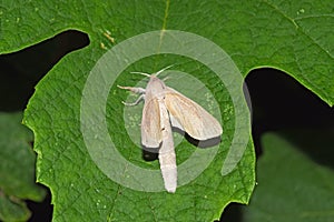 Night white butterfly