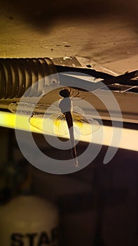 Night  wildf Dragonfly