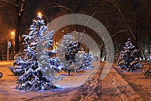 Night winter spruce alley decorated with New Year`s garlands.