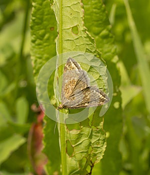 Night yellowish butterfly