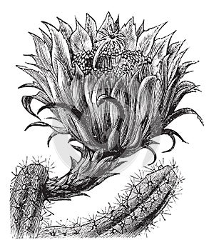 Nightblooming Cereus or Queen of the Night or Large-flowered Cactus or Sweet-Scented Cactus or Vanilla Cactus or or Selenicereus