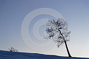 Nightfall on a bended tree over a hill