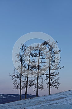 Nightfall on four trees over a hill