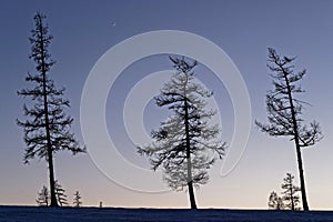 Nightfall on three larch trees over a hill