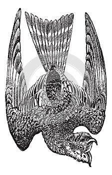 Nighthawk or Nyctiprogne sp. or Lurocalis sp. or Chordeiles sp. or Podager nacunda, vintage engraving