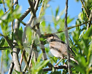 Nightingale bird