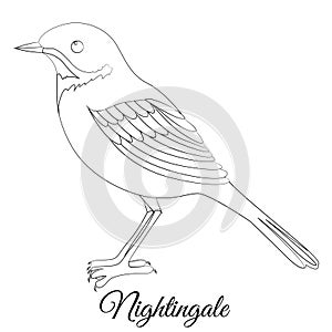 Nightingale bird coloring. Vector image