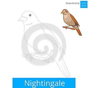 Nightingale bird learn to draw vector