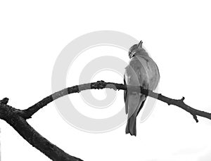 Nightingale on a branch. Monocrhome.