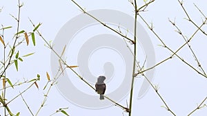 a nightingale ( bulbul bird ) perched on a bamboo branch