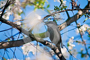 Nightingale in Cherry Blossoms