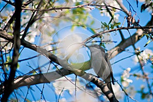 Nightingale in Cherry Blossoms