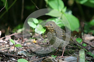 Nightingale on the forest bed