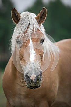 nightingale gelding horse in summer