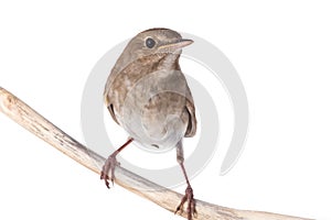 nightingale Luscinia luscinia