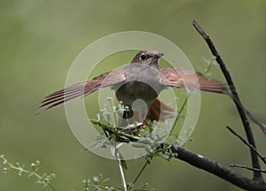 Nightingale, Luscinia megarhynchos,