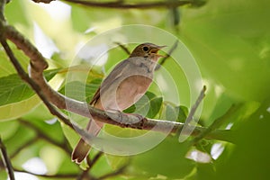 Nightingale Luscinia megarhynchos singing with open beak, small thrush passerine bird Nightingale sitting on a branch in a tree