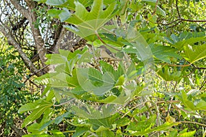 Nightingale In Papaya Tree