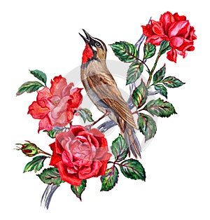 Nightingale-red-necked on a branch of red roses.