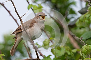 Nightingale singing