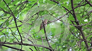 Nightingale singing bird on branch