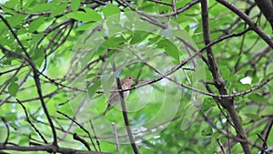 Nightingale singing bird on branch