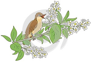 Nightingale singing on a branch with flowers