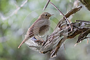 Nightingale is sitting on a beautiful snag