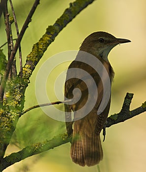 Nightingale-Spirit of the forest