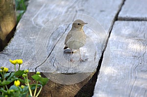 Nightingale standing on duckboards