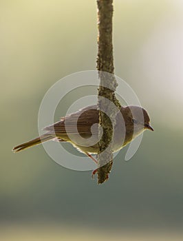 Nightingale on a vertical branch