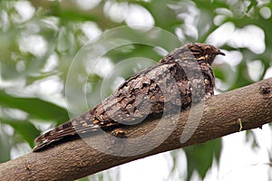 Nightjar