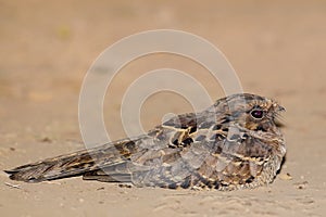 Nightjar