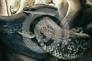 Nightmare of snakes photo