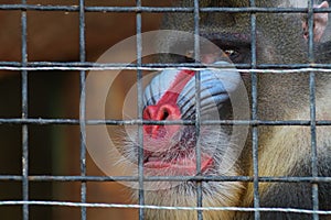 A nightmarish herbivorous monster of the mandrill species.